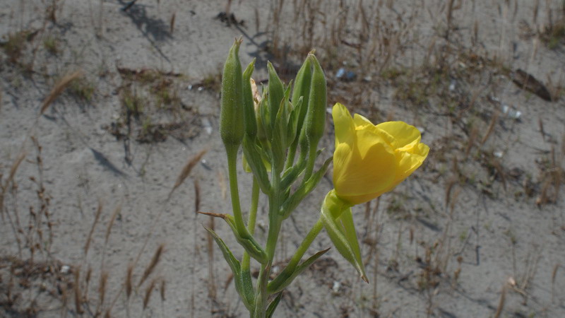 Sulle dune 2 - Oenothera sp.